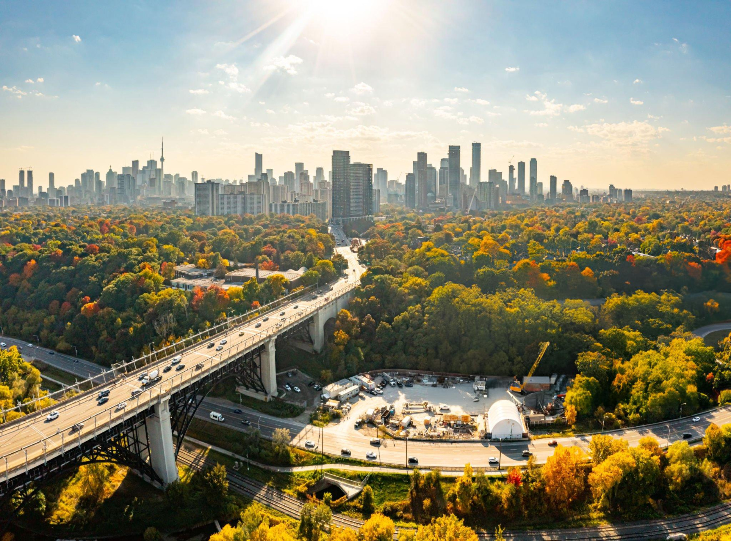 Why Urban Trees Are Vital for City Life  